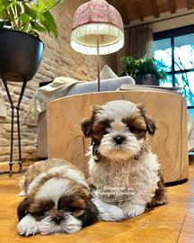 Cuccioli di shihtzu