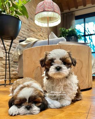 Cuccioli di shihtzu