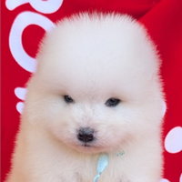 Samoiedo con pedigree