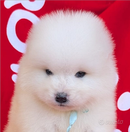 Samoiedo con pedigree