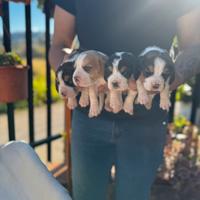 Cuccioli di Beagle elisabeth