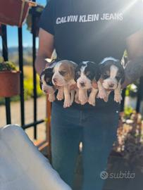 Cuccioli di Beagle elisabeth