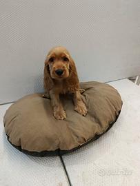 Cuccioli di cocker spaniel