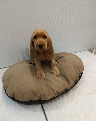 Cuccioli di cocker spaniel