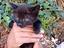 Immagine 3