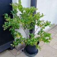 piantine di ligustro 