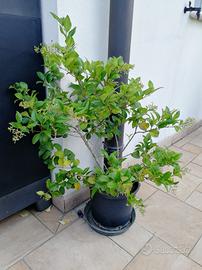 piantine di ligustro 