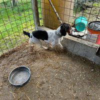 Cane Springer - Bredon da tartufi