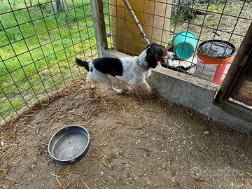 Cane Springer - Bredon da tartufi