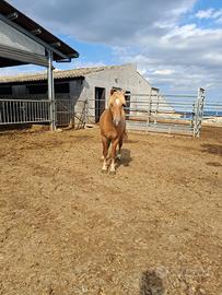 Haflinger