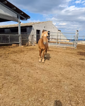 Haflinger