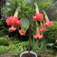 Brugmansia piante fiori rose