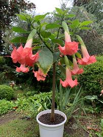 Brugmansia piante fiori rose