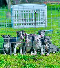 Amstaff blu occhi blu pedigree ENCI