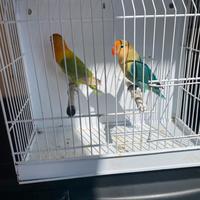 Pappagalli inseparabili Fischer