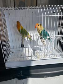 Pappagalli inseparabili Fischer