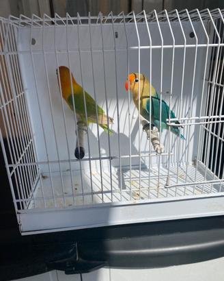Pappagalli inseparabili Fischer
