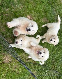 Cuccioli di pastore maremmano abruzzese disponibil