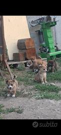cuccioli taglia piccola 
