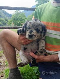 Cuccioli di pastore bergamasco