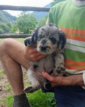 Cuccioli di pastore bergamasco