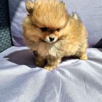 Cuccioli di spitz pomerania M e F