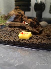 Caridine crystal red gamberetto