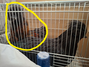 Gallo moroseta/olandese