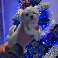 Maltese Toy senza pedigree
