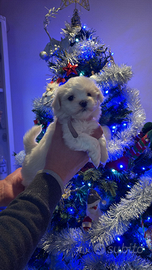 Maltese Toy senza pedigree