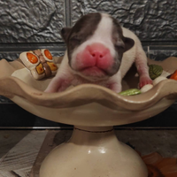 Bulldog francese
