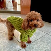 Barboncino mini Toy monta