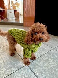 Barboncino mini Toy per accoppiamento monta