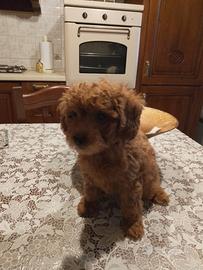 Barboncino Toy Red femmina