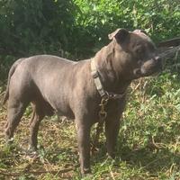 Staffordshire bull terrier blue