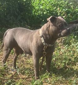 Staffordshire bull terrier blue