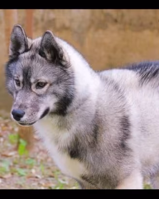 Husky cuccioli