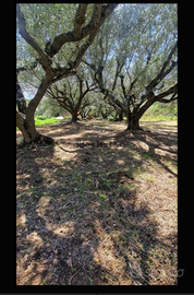 Terreno Marina di camerota