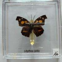 Farfalla da collezione.