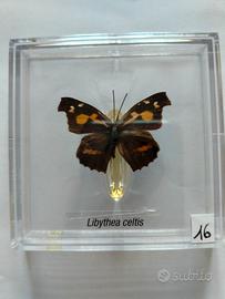 Farfalla da collezione.