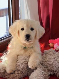 Golden retriever