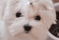 Maltese femmina