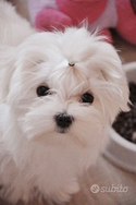 Maltese femmina