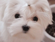 Maltese femmina