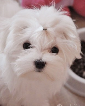 Maltese femmina