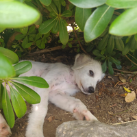 Cucciola di pastore maremmano