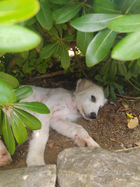 Cucciola di pastore maremmano