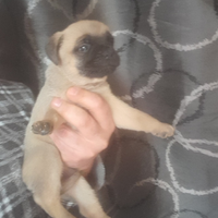 Chihuahua bulldog francese