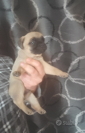 Chihuahua bulldog francese