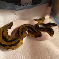 1.0 Pitone Reale Pied 100% Het Clown 480g